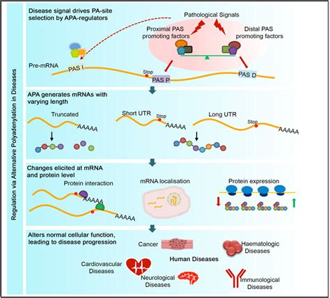 Alternative polyadenylation: An enigma of transcript length variation in health and disease ...