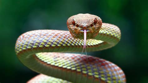 Fun fact : les clitoris des femelles serpents (aussi) étaient jusqu’à ...