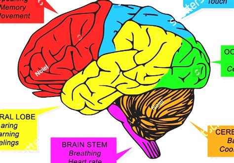 Parts Of The Human Brain And Their Functions