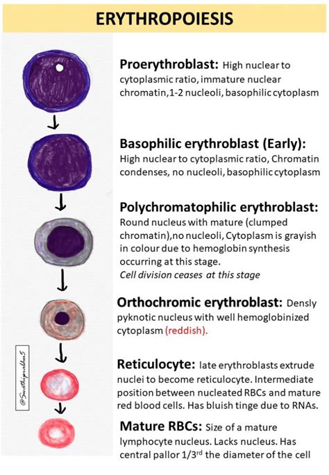 Polychromatophilic Erythroblast