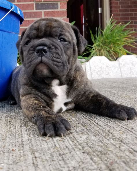 Olde English Bulldogge Puppies For Sale | Texas City, TX #244202