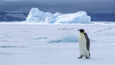 The quest to see Antarctica's emperor penguins - Swoop Antarctica Blog