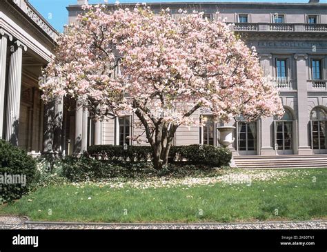 The Frick Museum New York City. Frick art collection. Magnolia tree in front of private ...