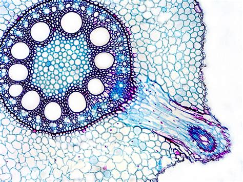 Cross Section Of A Monocot Stem