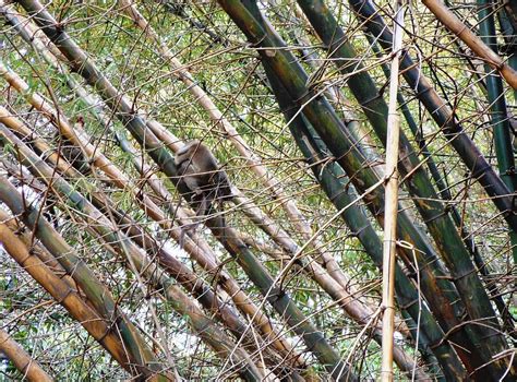 Monkey In Bamboo Tree Photograph by Dhruv Avdhesh | Fine Art America