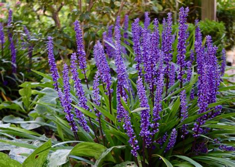 Lily-turf (liriope muscari ‘Big Blue’) – Herbidacious