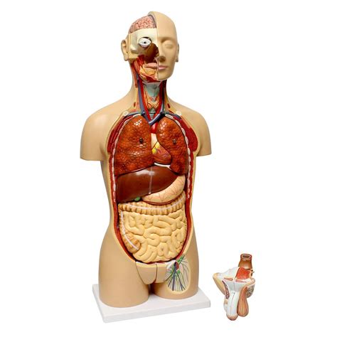 MonMed Human Torso Model – Life Size Human Body Model Anatomy Doll with Removable Organs 3D ...