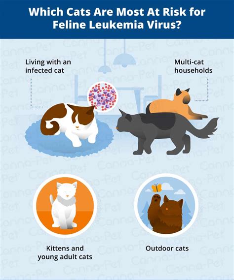 Cat Leukemia: Causes, Signs, & Treatment | Canna-Pet