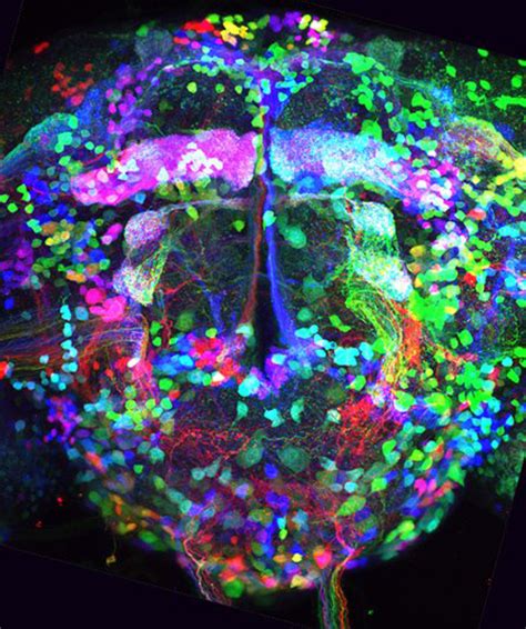 Harvard Researchers Unlocking Deep Mysteries Of Brain With Technicolor “Brainbow” Technique