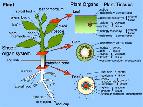 The Kingdom Plantae 2 | COMPETITION AFFAIRS