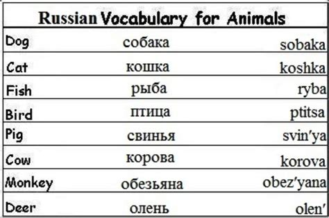 Basic Russian | Russian language, Russian language lessons, Learn russian