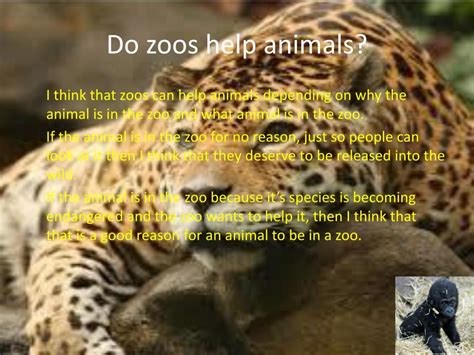 PPT - Should animals be kept in zoos? What are the pros and cons about zoos? PowerPoint ...