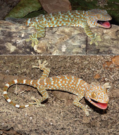 File:Tokay gecko (Gekko gecko) adult male and juvenile.jpg - Wikipedia, the free encyclopedia