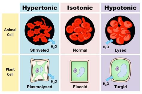 Cell Transport