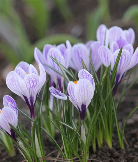 purple crocus by Bastet-mrr on DeviantArt