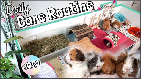 DAILY Guinea Pig Care Routine: Life with 4 Guinea Pigs! - YouTube