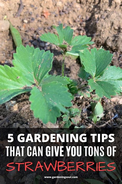 5 Gardening Tips - Gardening Soul