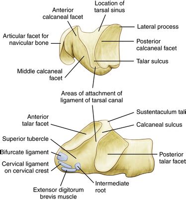 Gross Anatomy of the Subtalar Joint | Musculoskeletal Key