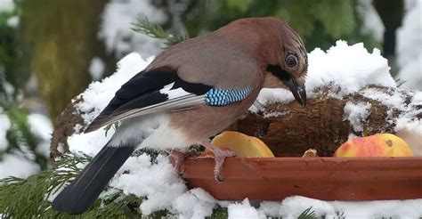 How To Attract Birds To Your Yard (TIPS AND ADVICE)