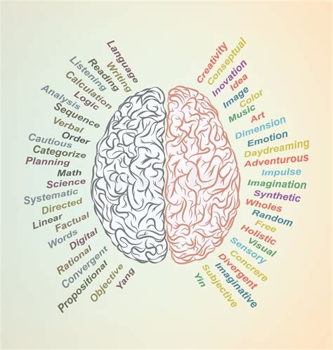 Brain Lateralization vektor abbildung. Illustration von kunst - 60720478