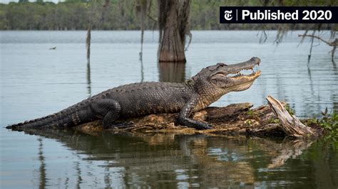 At the Bottom of the Sea, They Wait to Feast on Alligators - The New York Times