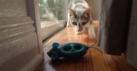 Safely satisfy your cat's natural hunting instincts with this toy http ...