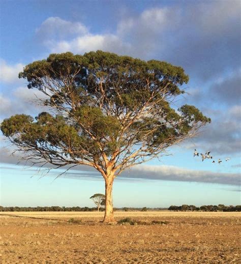 Eucalyptus Varieties