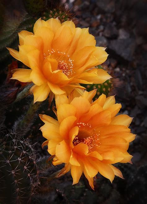 ~~Orange You Beautiful ~ echinopsis cactus flower by Saija Lehtonen ...