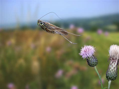 How to Identify a Bug or Insect