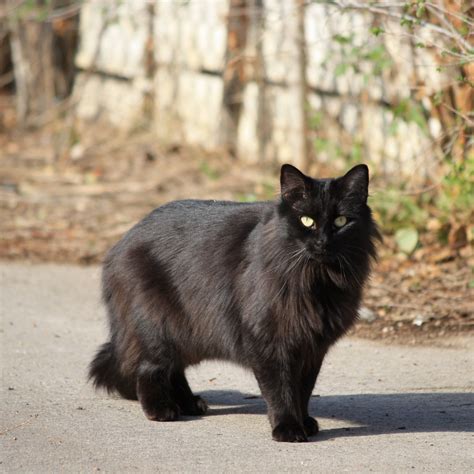 Black Longhaired Cat