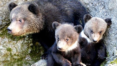 Brown bear cubs starving to death in Japan due to salmon shortage ...