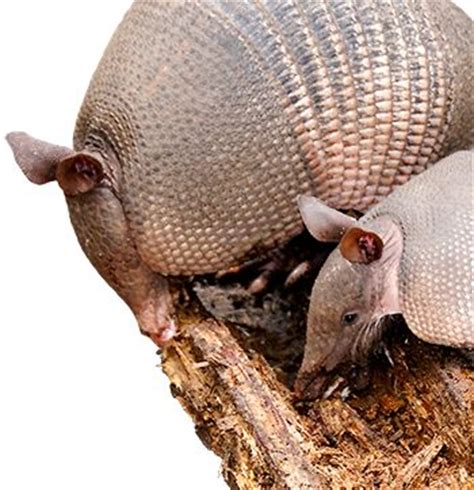 Armadillo Facts | Learn About Armadillos - Havahart®