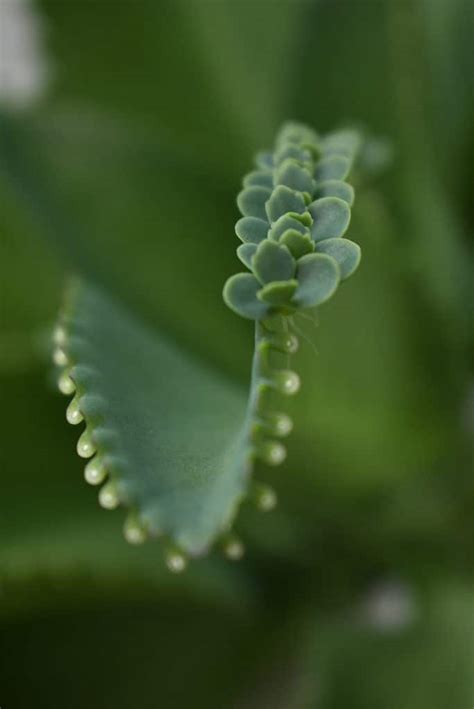 Mother of Thousands Plant Propagation: A How-To Guide