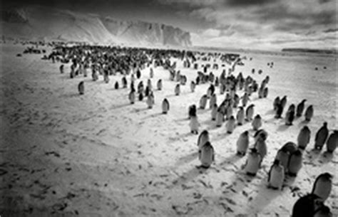 The Migration of the Emperor Penguin - Emporor Penguin Migration