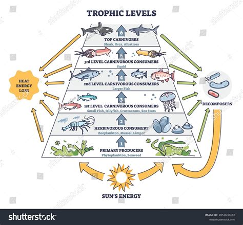 Trophic Levels Water Wildlife Ocean Food Stock Vector (Royalty Free ...