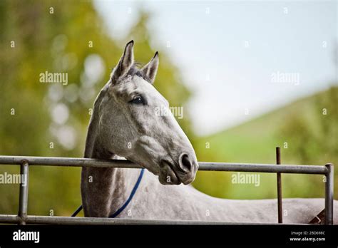 Portrait of a horse in its enclosure Stock Photo - Alamy