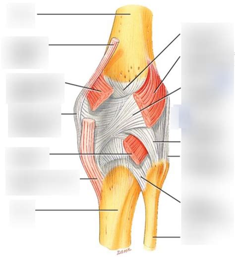 Diagram of Extracapsular ligaments (Module 8) | Quizlet