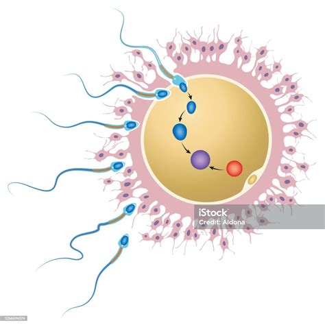 Ovum Fertilization Stock Illustration - Download Image Now - iStock