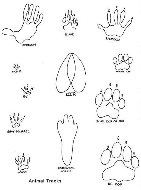 7 best Animal foot prints images on Pinterest | Animal tracks, Animal footprints and Bushcraft