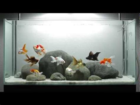 someday I will have a beautiful fish tank like this and fancy goldfish to go with it! | Goldfish ...