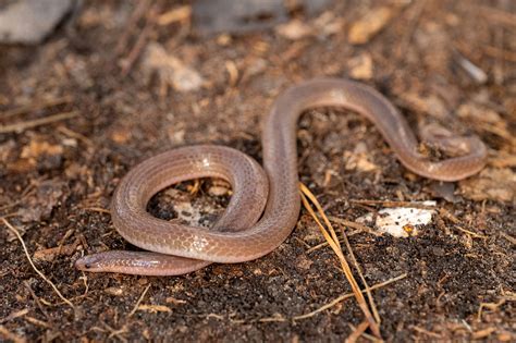 Eastern Worm Snake | South Carolina Partners in Amphibian and Reptile ...