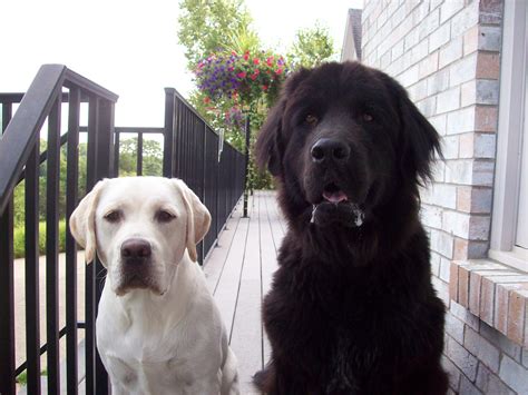 Newfoundland dog, Labrador dog, Dogs