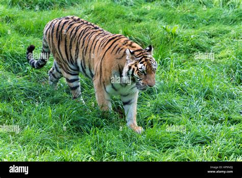 Tiger animal conservation hi-res stock photography and images - Alamy