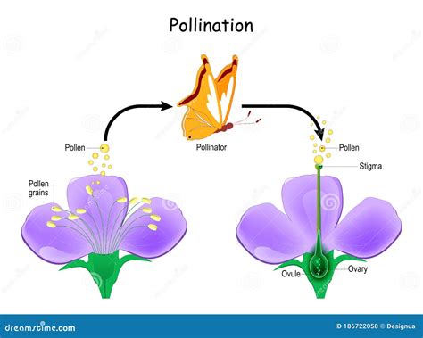 Cross Pollination Diagram