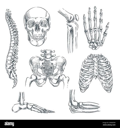 Human skeleton, bones and joints. Vector sketch isolated illustration ...