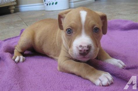 Chocolate Red Nose Pitbull Puppies | Female red pitbull puppy for sale in Bellflower, California ...