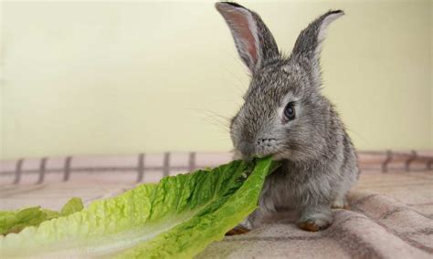 Can Rabbits Eat Romaine Lettuce? | Pet Diet Guide