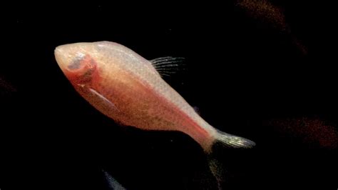 A lopsided face helps this eyeless cave fish navigate | Science | AAAS