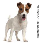 Jack Russell Terrier Pup Free Stock Photo - Public Domain Pictures