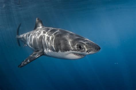 Greg Lecoeur Underwater and Wildlife Photography | Carcharodon carcharias